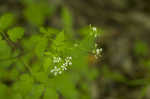 Sweet cicely <BR>Anise-root <BR>longstyle sweetroot